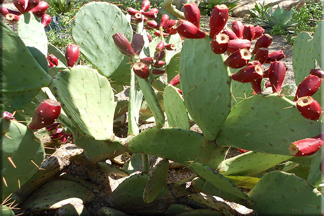 Prickly pear cactus